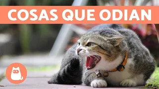 10 cosas que los gatos odian y debes evitar