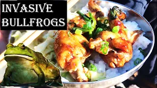 INVASIVE Bullfrogs! Delicious Catch & Cook w/Outdoor Chef Life