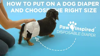 UPDATE - How to Put a Diaper on a Dog and Choose the Right Size | Disposable Dog Diaper