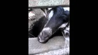 жириновский - козел!