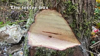 Basic tree felling Letterbox technique (3/3)