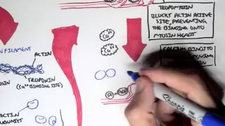 Myology - Skeletal Muscle (Sarcomere, Myosin and Actin)