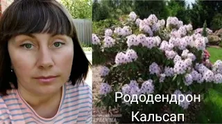 РОДОДЕНДРОН КАЛЬСАП, ВИСАДКА В КИСЛИЙ ҐРУНТ.