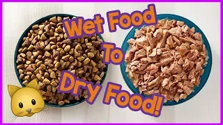 Wet Food to Dry Food for Cats - Can cats only eat dry food?