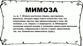 МИМОЗА - что это такое? значение и описание