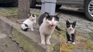 Poor mother cat wants me to give food to her Hungry Kittens