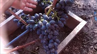 🍇ВИНОГРАД ЧАРЛИ(АНТРАЦЫТ)