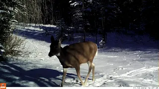 Pair of White-Tail Does in the Snow