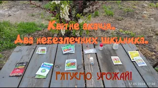 Квітне акація, а значить пора брати в руки оприскувач.