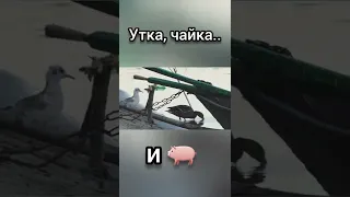 Утка, чайка и .. свинья