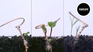 This device corkscrews itself into the ground like a seed