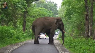 #Chasing# of A Broken Tusk #Elephant#(Full Story).