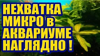 Признаки нехватки Микроэлементов в Аквариуме. Наглядно! Нитчатка на Мхе Ксенококус на Анубиасе