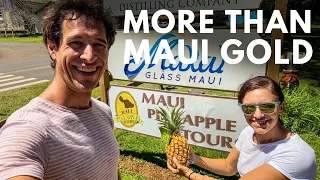 Pick and Eat Maui Gold Pineapples on One of Maui's Best Tours: Maui Pineapple Tour