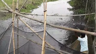 খরা জাল দিয়ে এক টানে ২ মণ মাছ শিকার। Unbelievable fishing video