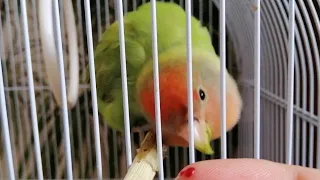 Why is Lovebird Biting | How to stop parrot from Biting