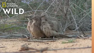 Why These Birds Hide Their Sexual Trysts | Nat Geo Wild