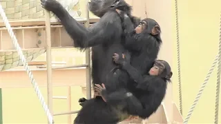 チンパンジー 家族 大騒動 1 Chimpanzee family fuss.かわいい双子姉妹 Cute twin sisters カランコエ リュウ リキ Ryu Riki