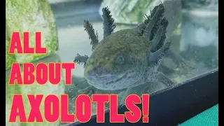 How to Care for Axolotls!