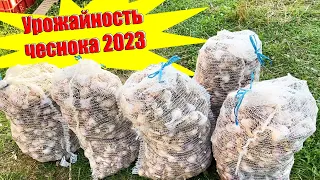 Урожайность чеснока в 2023 году на примере сортов Любаша и Богатырь.