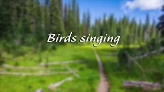 1 stunda relaksējošu putnu dziedāšanas: Dabas skaņas, meža putnu gulēt miega, relaksācijas