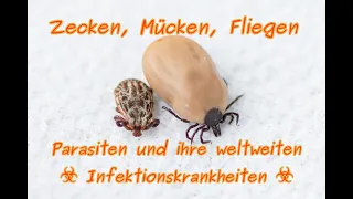 Zecken, Mücken, Fliegen - Parasiten und deren Infektionskrankheiten - DAS Video zum Thema!