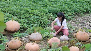 【二米炊烟】Pumpkins 收穫100多個南瓜，烹飪美味的南瓜宴