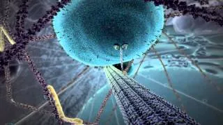 "The Inner Life of the Cell" Animated by John Liebler