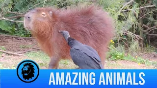 Vulture Eats Ticks Off Capybara