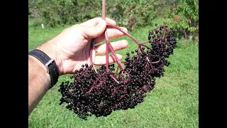 Growing Elderberries in Missouri