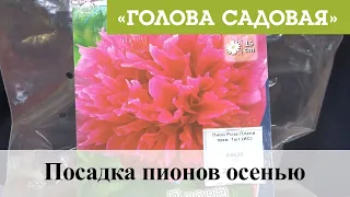 Голова садовая - Посадка пионов осенью