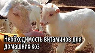 Необходимость витаминов для домашних коз