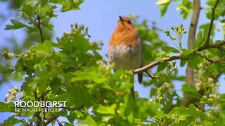 Roodborst - De Merwelanden / Digiscoping European Robbin