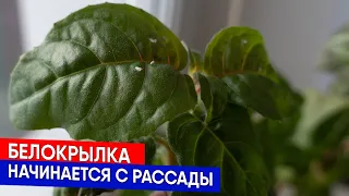 Белокрылка начинается с рассады