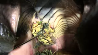 Fractured tooth in a horse -see how much food is stuck