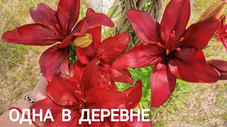 ОДНА В ДЕРЕВНЕ РОДИЛАСЬ В СИБИРИ ПЕРЕЕЗД НА ЮГ ОТМЕНЯЕТСЯ