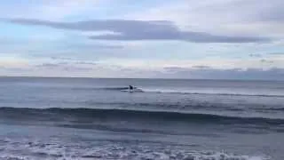 Small Peeler at Narragansett Beach