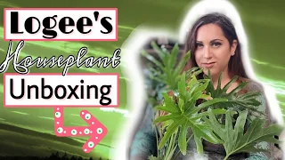 Unusual Plants From Logee's Greenhouse + Buying Plants Online