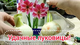 Новые луковицы. Подробнее о выборе. Посадка.