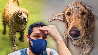 Nossos cachorros ENTRARAM NA LAMA sem a gente saber!