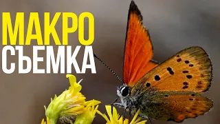 КАК снимать МАКРО? | Макросъемка капель, насекомых и предметки с Nikkor Z MC 105mm F2.8 VR S