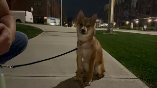 puppy Shiba Inu Maki on a late night walk