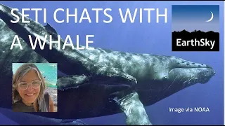 SETI Chats with a Whale