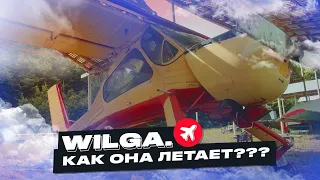 Wilga 35. Буксир планеров. Предок легендарного Draco.