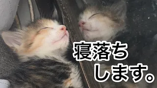 子猫が甘えながら寝落ちする瞬間 How kittens fall asleep
