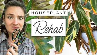 House Plant RESCUE 🌿 How To Save a Dying House Plant