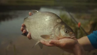 Šiandien kimba 160619 Karšiai