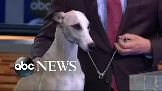 Meet the dog who took top prize at American Kennel Club championship