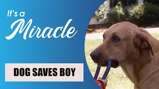 Its a Miracle | Dog saves boy, Girl survives huge waves, Aussie boat capsizes