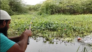 🎣 Amazing Fishing 🎣||Piranha Fish Catching|rupchand Fish 🐟|piranha Fishing